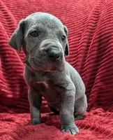Bishop , a male Great Dane for sale in Bay City, MI – 6 of 10