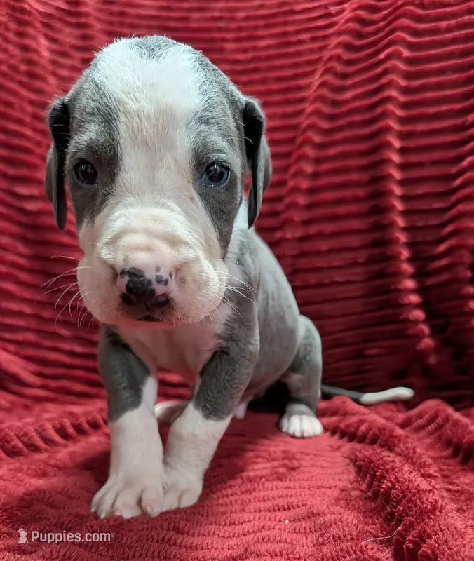 Magneto  – Great Dane puppy for sale in Bay City, MI