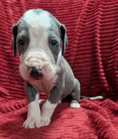 Magneto , a male Great Dane for sale in Bay City, MI – 1 of 10