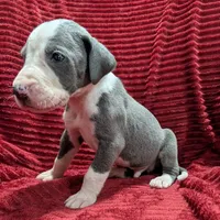 Magneto , a male Great Dane for sale in Bay City, MI – 4 of 10