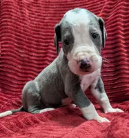 Magneto , a male Great Dane for sale in Bay City, MI – 6 of 10