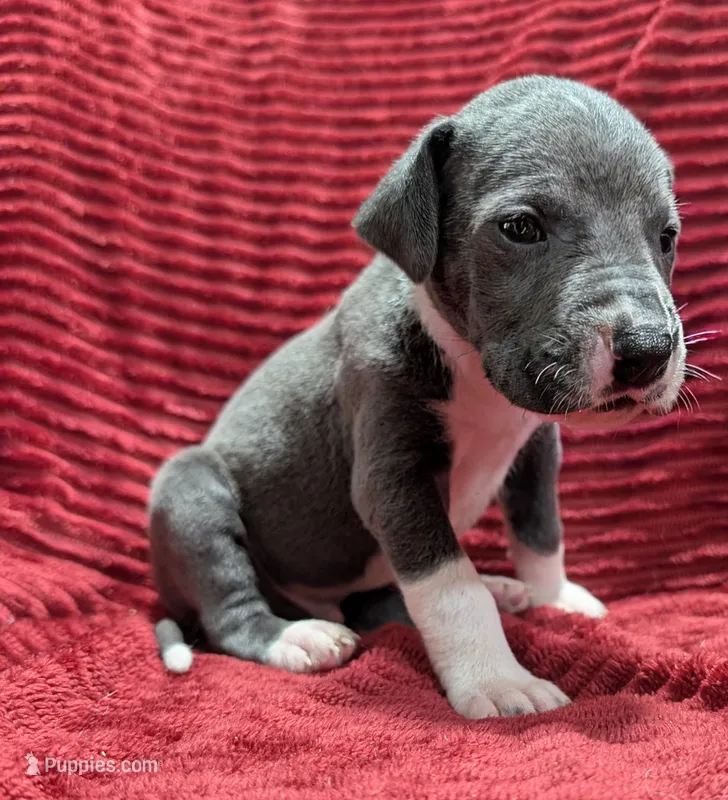 Cyclops  – Great Dane puppy for sale in Bay City, MI