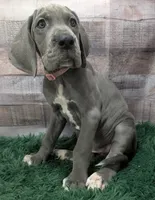 Ali, a female Great Dane for sale in Bay City, MI – 8 of 10
