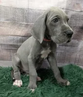 Cera, a female Great Dane for sale in Bay City, MI – 10 of 10