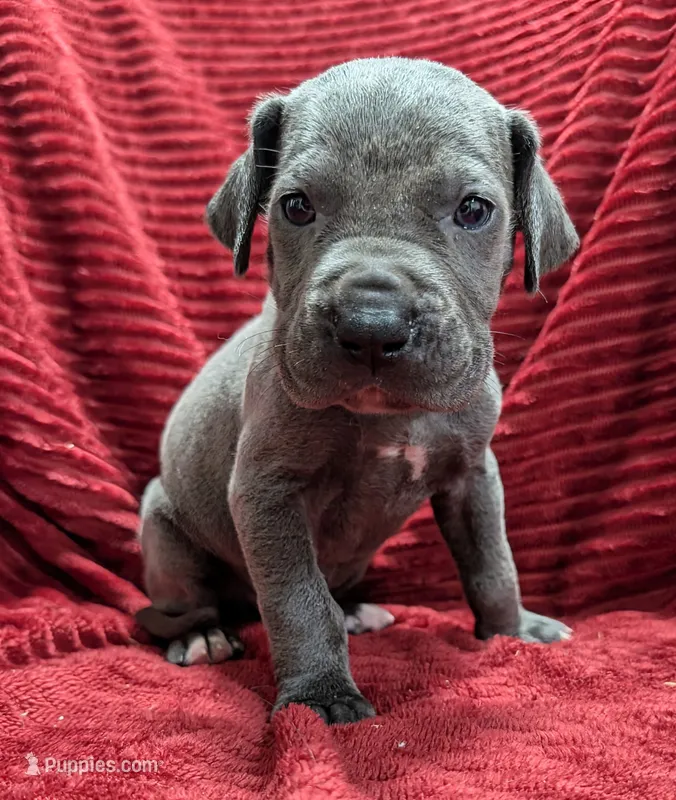 Bishop  – Great Dane puppy for sale in Bay City, MI