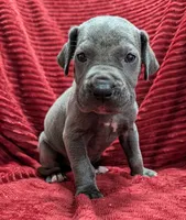 Bishop , a male Great Dane for sale in Bay City, MI – 1 of 10