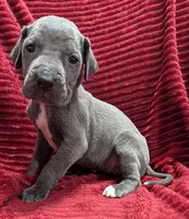 Rogue , a female Great Dane for sale in Bay City, MI – 8 of 10