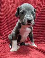 Cyclops , a male Great Dane for sale in Bay City, MI – 5 of 10