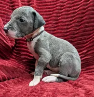 Moonstar , a female Great Dane for sale in Bay City, MI – 9 of 10