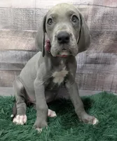 Cera, a female Great Dane for sale in Bay City, MI – 4 of 10