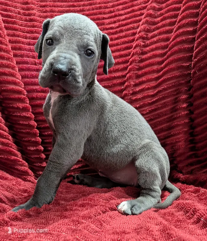 Mystique  – Great Dane puppy for sale in Bay City, MI
