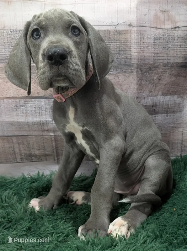 Ali – Great Dane puppy for sale in Bay City, MI