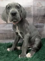 Ali, a female Great Dane for sale in Bay City, MI – 1 of 10