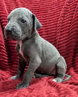 Mystique , a female Great Dane for sale in Bay City, MI – 2 of 10