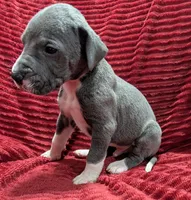 Cyclops , a male Great Dane for sale in Bay City, MI – 9 of 10