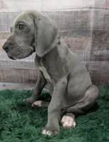 Cera, a female Great Dane for sale in Bay City, MI – 9 of 10