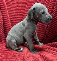 Mystique , a female Great Dane for sale in Bay City, MI – 9 of 10