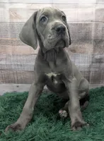 Ducky, a female Great Dane for sale in Bay City, MI – 7 of 10