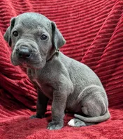 Bishop , a male Great Dane for sale in Bay City, MI – 9 of 10
