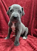 Rogue , a female Great Dane for sale in Bay City, MI – 10 of 10