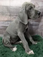 Ali, a female Great Dane for sale in Bay City, MI – 7 of 10