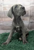 Ducky, a female Great Dane for sale in Bay City, MI – 8 of 10