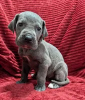 Bishop , a male Great Dane for sale in Bay City, MI – 10 of 10