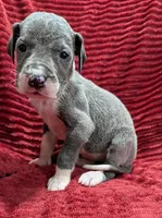 Moonstar , a female Great Dane for sale in Bay City, MI – 4 of 10