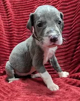Moonstar , a female Great Dane for sale in Bay City, MI – 10 of 10