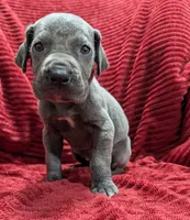 Bishop , a male Great Dane for sale in Bay City, MI – 2 of 10