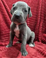 Rogue , a female Great Dane for sale in Bay City, MI – 5 of 10