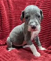 Moonstar , a female Great Dane for sale in Bay City, MI – 7 of 10