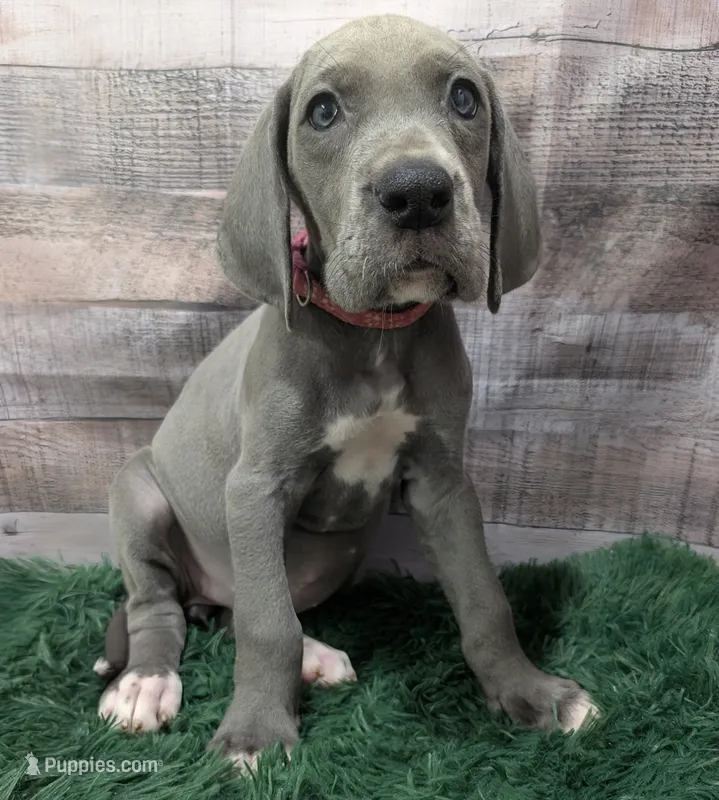 Cera – Great Dane puppy for sale in Bay City, MI