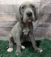 Cera, a female Great Dane for sale in Bay City, MI – 1 of 10