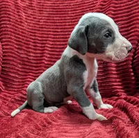 Magneto , a male Great Dane for sale in Bay City, MI – 9 of 10