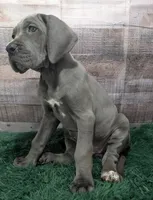 Ducky, a female Great Dane for sale in Bay City, MI – 4 of 10