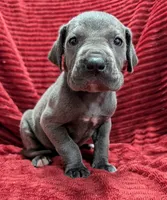 Bishop , a male Great Dane for sale in Bay City, MI – 7 of 10