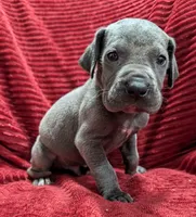 Bishop , a male Great Dane for sale in Bay City, MI – 8 of 10