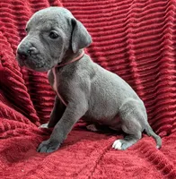 Rogue , a female Great Dane for sale in Bay City, MI – 6 of 10