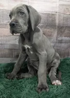 Ducky, a female Great Dane for sale in Bay City, MI – 2 of 10