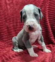 Magneto , a male Great Dane for sale in Bay City, MI – 3 of 10