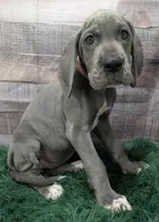 Ali, a female Great Dane for sale in Bay City, MI – 9 of 10