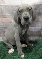 Cera, a female Great Dane for sale in Bay City, MI – 6 of 10