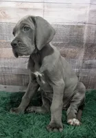 Ducky, a female Great Dane for sale in Bay City, MI – 3 of 10