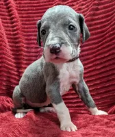 Moonstar , a female Great Dane for sale in Bay City, MI – 8 of 10