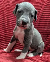 Cyclops , a male Great Dane for sale in Bay City, MI – 2 of 10