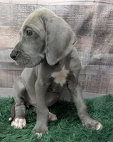 Cera, a female Great Dane for sale in Bay City, MI – 5 of 10