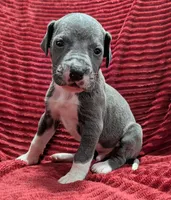 Cyclops , a male Great Dane for sale in Bay City, MI – 4 of 10