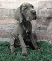 Ducky, a female Great Dane for sale in Bay City, MI – 10 of 10