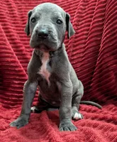 Mystique , a female Great Dane for sale in Bay City, MI – 7 of 10
